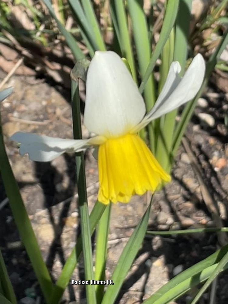 Photo of Cyclamineus Narcissus (Narcissus 'Jack Snipe') uploaded by RachaelHunter
