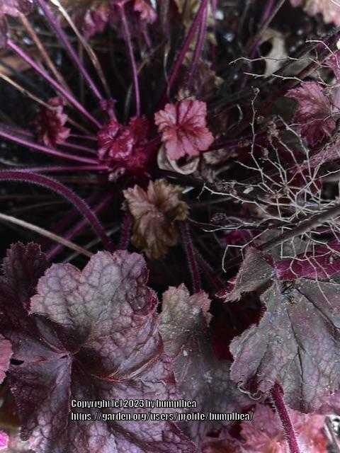 Photo of Coral Bells (Heuchera micrantha 'Palace Purple') uploaded by bumplbea