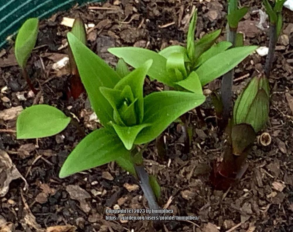 Photo of Oriental Lily (Lilium 'Star Gazer') uploaded by bumplbea