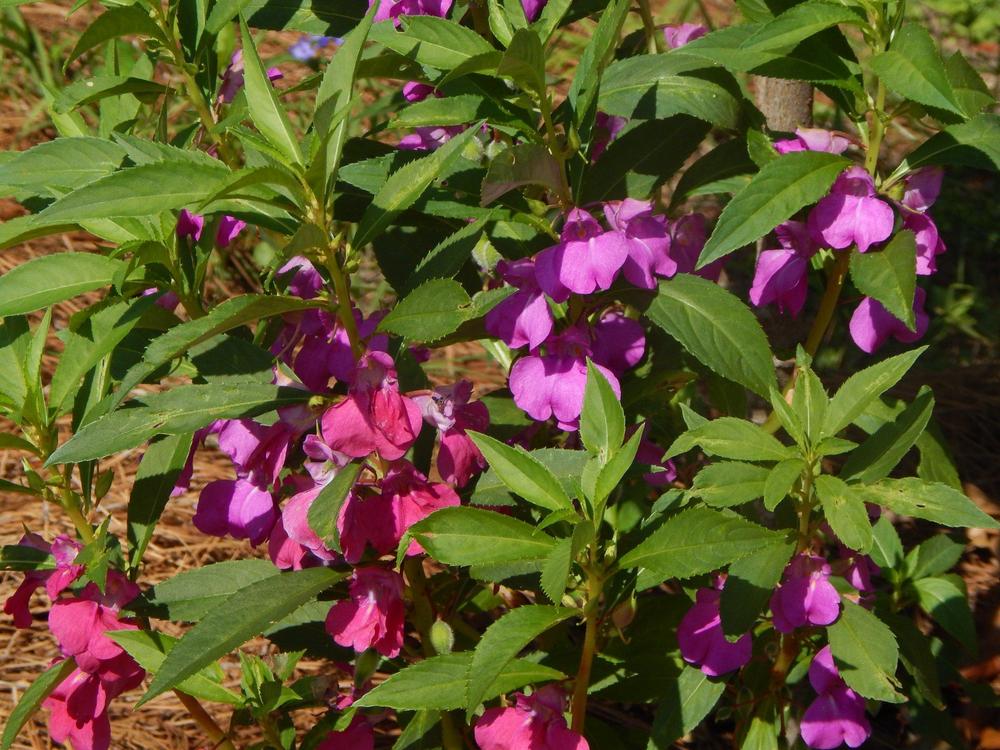 Photo of Balsam (Impatiens balsamina 'Camellia Flowered Mix') uploaded by fivz_e_nuf
