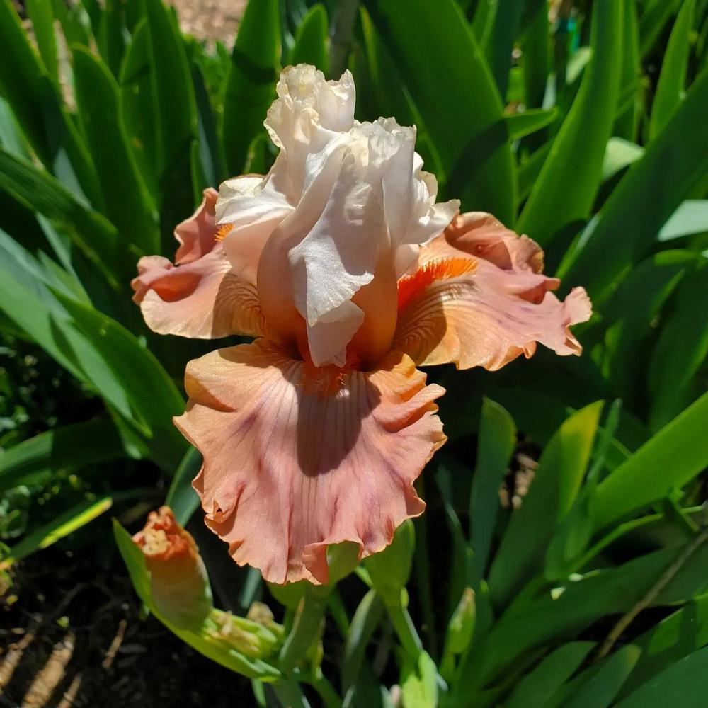 Photo of Tall Bearded Iris (Iris 'Struck Twice') uploaded by jigs1968