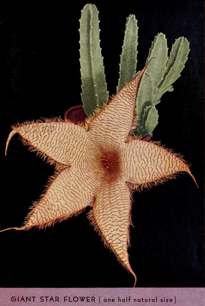 Photo of Starfish Plant (Ceropegia gigantea) uploaded by scvirginia