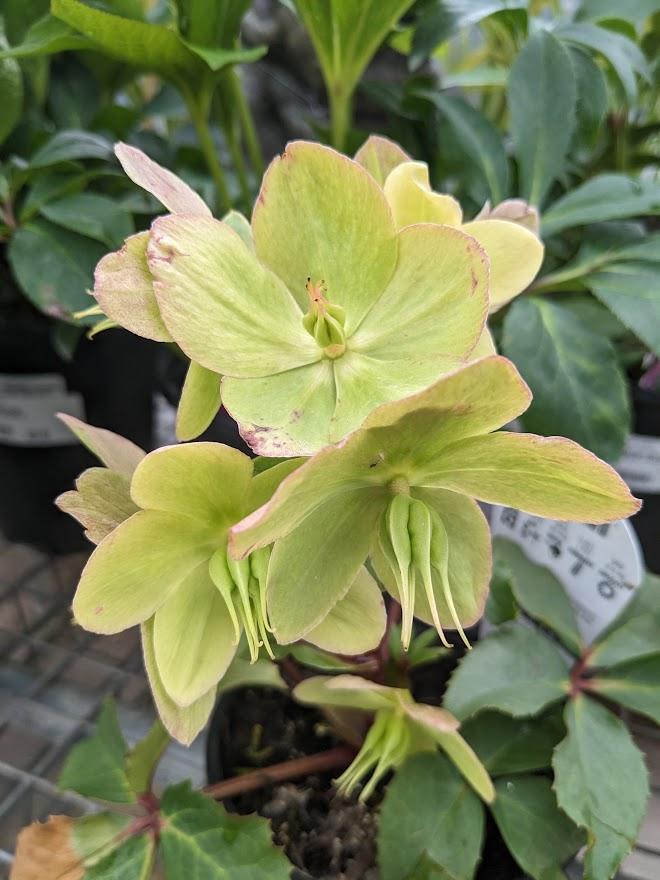 Photo of Hellebore (Helleborus Gold Collection® Champion) uploaded by Joy