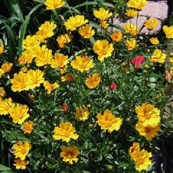 Location: My garden 
Date: 2022-06-03
Coreopsis 'lil' bang Goldilocks