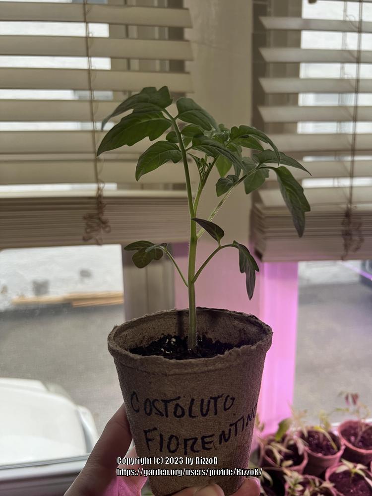 Photo of Tomato (Solanum lycopersicum 'Costoluto Fiorentino') uploaded by RizzoR