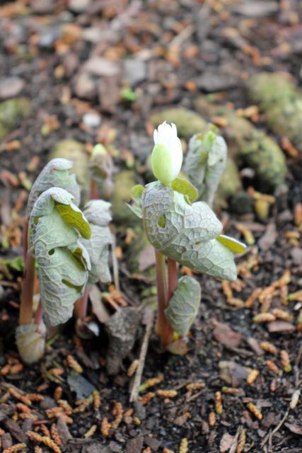 Photo of Bloodroot (Sanguinaria canadensis) uploaded by RuuddeBlock