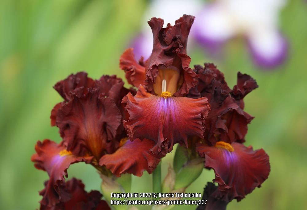 Photo of Tall Bearded Iris (Iris 'Cherokee Blaze') uploaded by Valery33