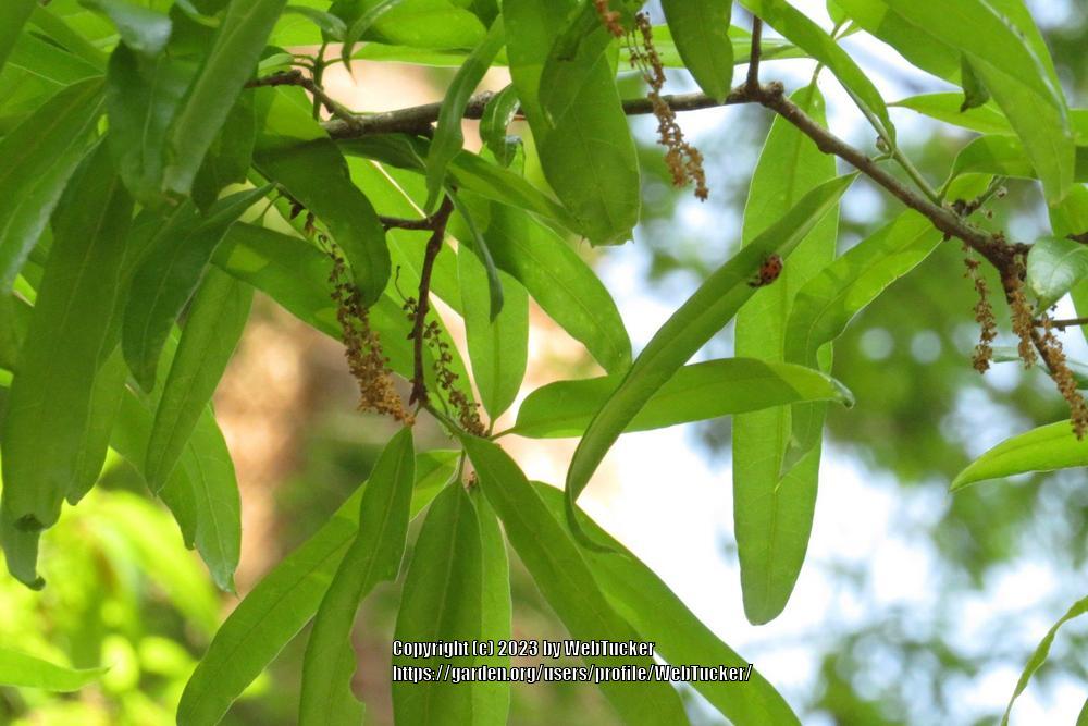 Photo of Willow Oak (Quercus phellos) uploaded by WebTucker