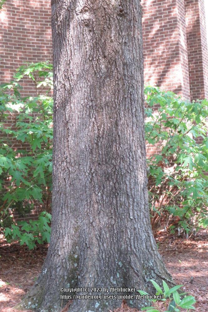 Photo of Willow Oak (Quercus phellos) uploaded by WebTucker