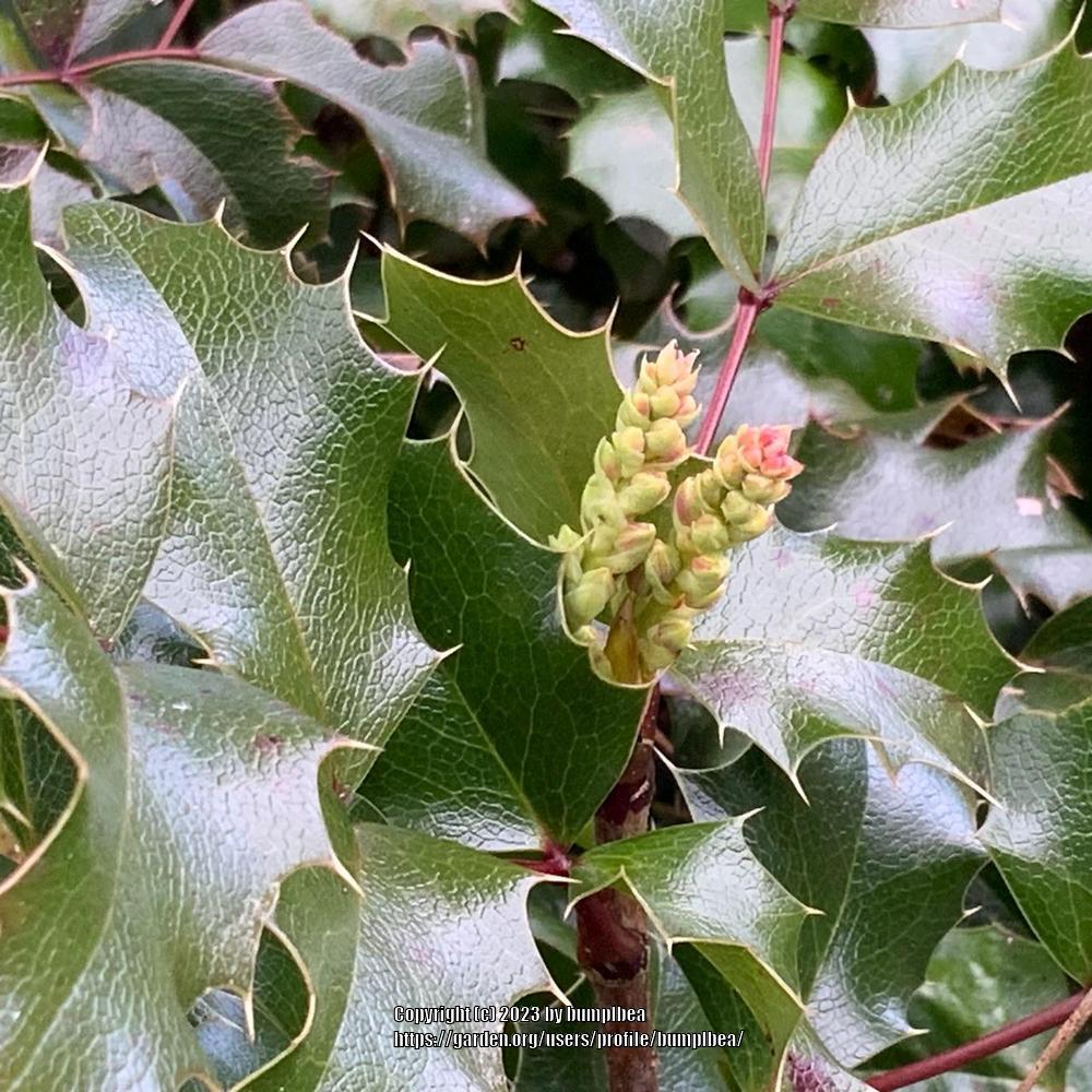 Photo of Oregon Grape (Mahonia aquifolium) uploaded by bumplbea