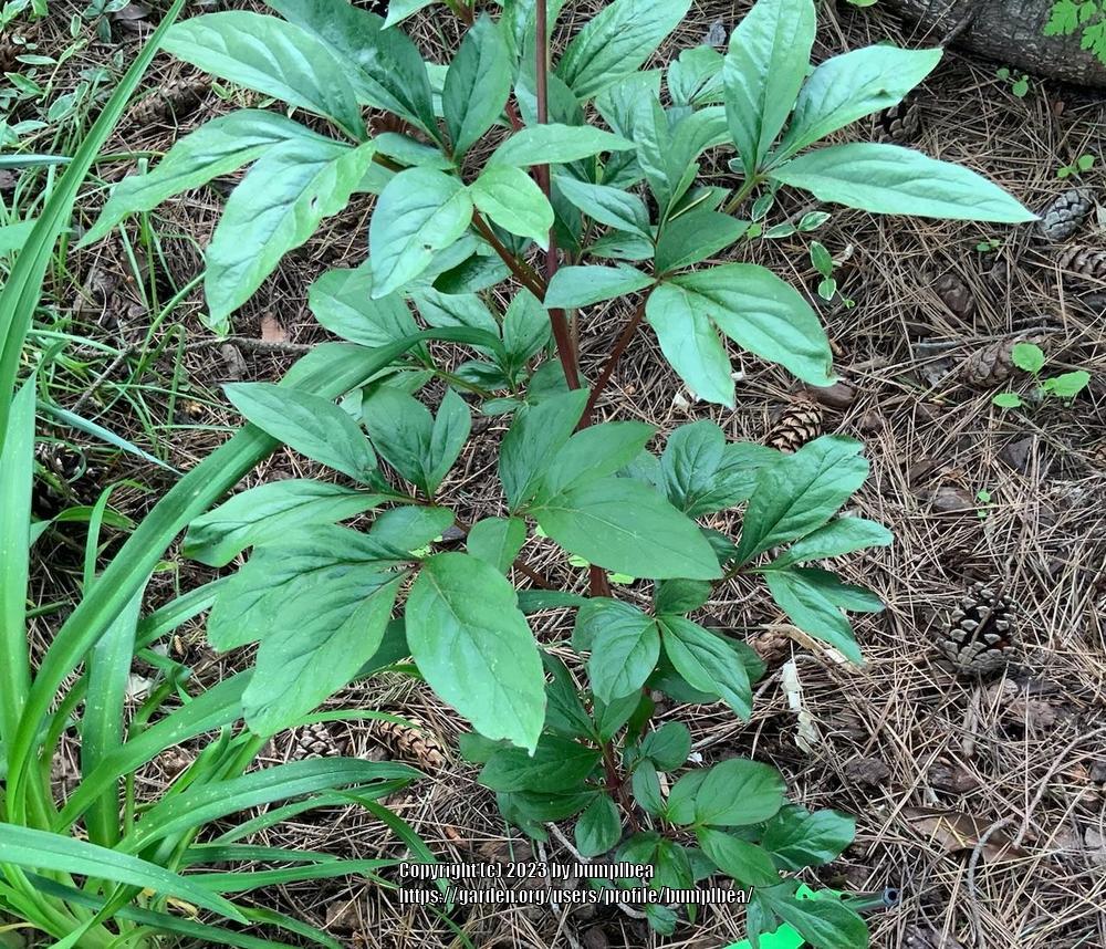 Photo of Garden Peony (Paeonia lactiflora 'Hot Chocolate') uploaded by bumplbea