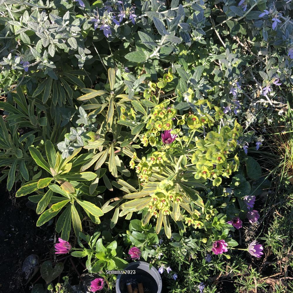 Photo of Euphorbia (Euphorbia x martini 'Ascot Rainbow') uploaded by sedumzz