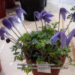 Location: Alpine Garden Society show Hexham Northumberland England UK 
Date: 2023-04-01
Clematis columbiana var. tenuiloba 'Ylva'