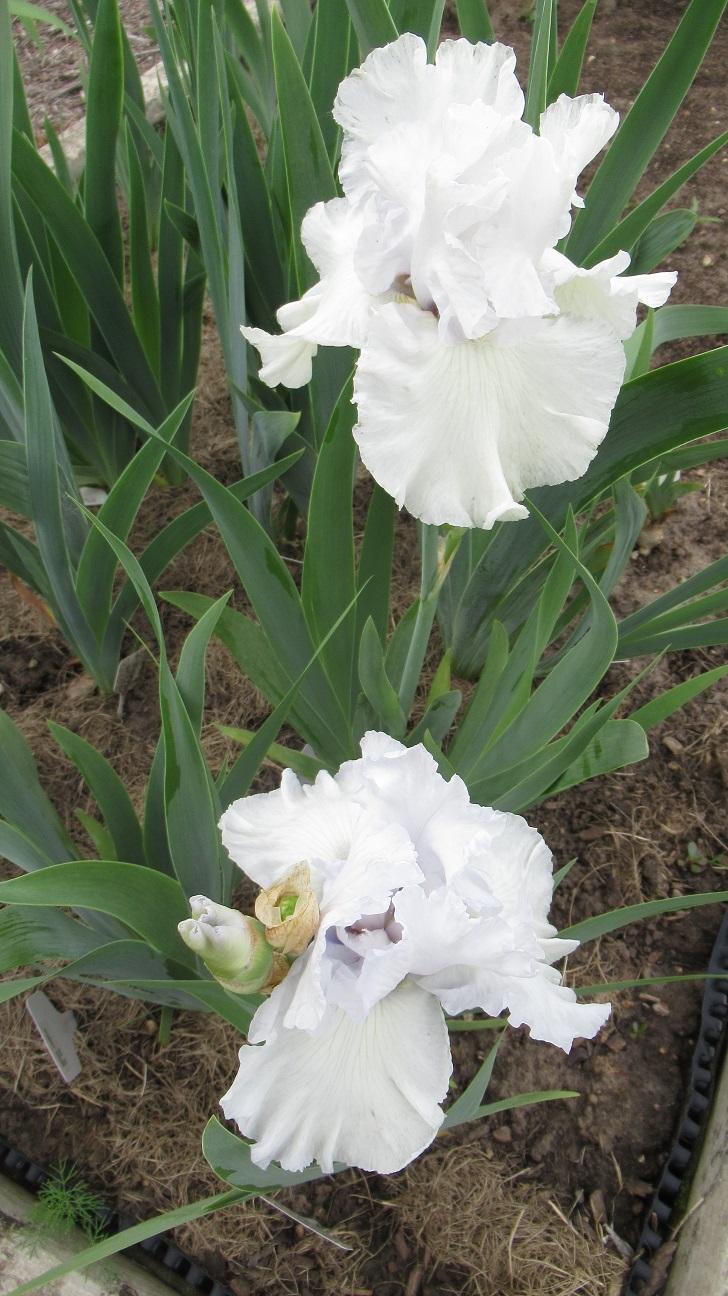 Photo of Tall Bearded Iris (Iris 'Emma's Laughter') uploaded by gardenglassgems