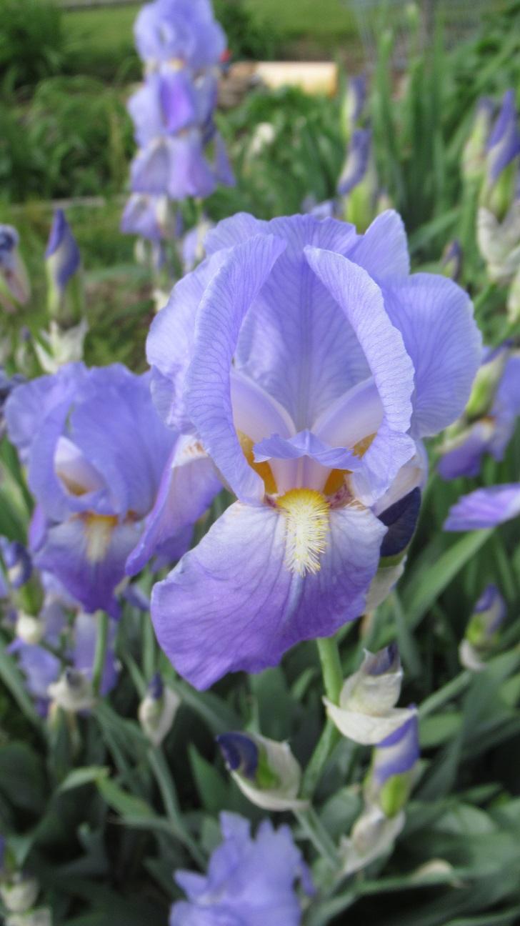Photo of Species Iris (Iris pallida) uploaded by gardenglassgems