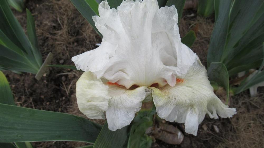 Photo of Tall Bearded Iris (Iris 'Nordica') uploaded by gardenglassgems