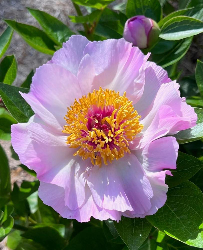 Photo of Peony (Paeonia 'Tranquil Dove') uploaded by gregnc