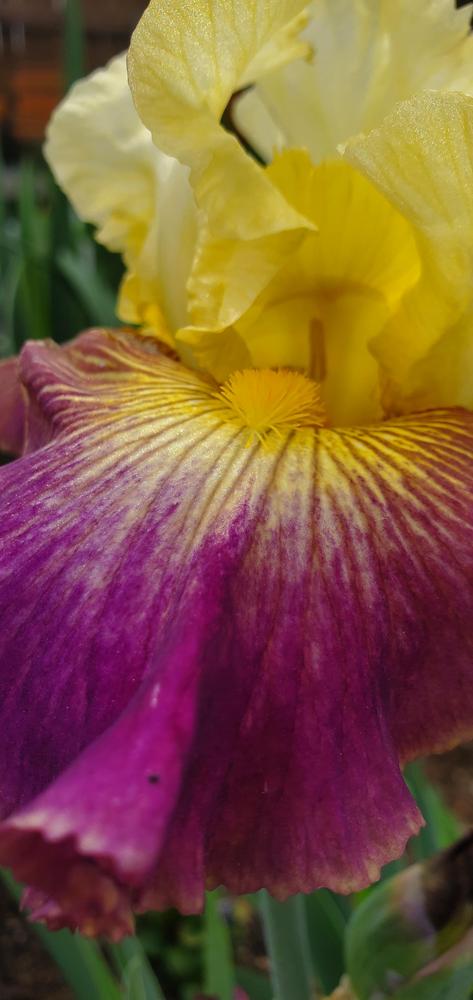Photo of Tall Bearded Iris (Iris 'Living on the Edge') uploaded by javaMom