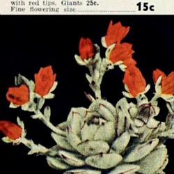 
Date: c. 1942
illustration from the 1942 catalog, Johnson's Cactus Gardens, Hyn