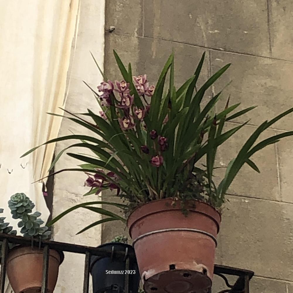 Photo of Orchid (Cymbidium) uploaded by sedumzz