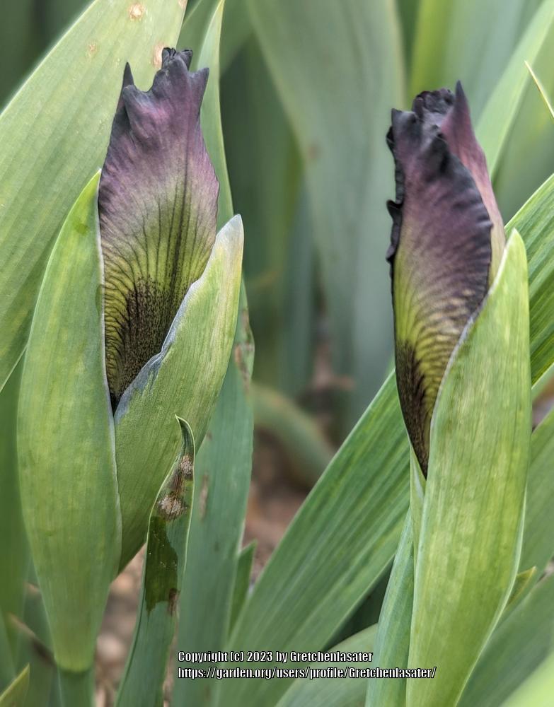 Photo of Standard Dwarf Bearded Iris (Iris 'Fancy Sparkler') uploaded by Gretchenlasater