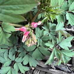 Location: Philadelphia 
Date: 04/05/2023
Planted last spring, small plant, blooms emerging