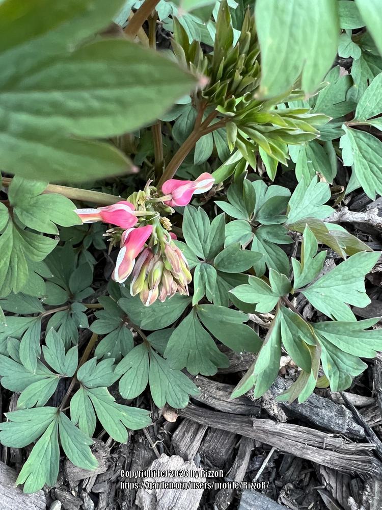 Photo of Bleeding Heart (Lamprocapnos spectabilis) uploaded by RizzoR
