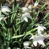 Double Snowdrop (Galanthus nivalis 'Flore Pleno').