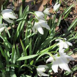 Location: Toronto, Ontario
Date: 2023-04-07
Double Snowdrop (Galanthus nivalis 'Flore Pleno').