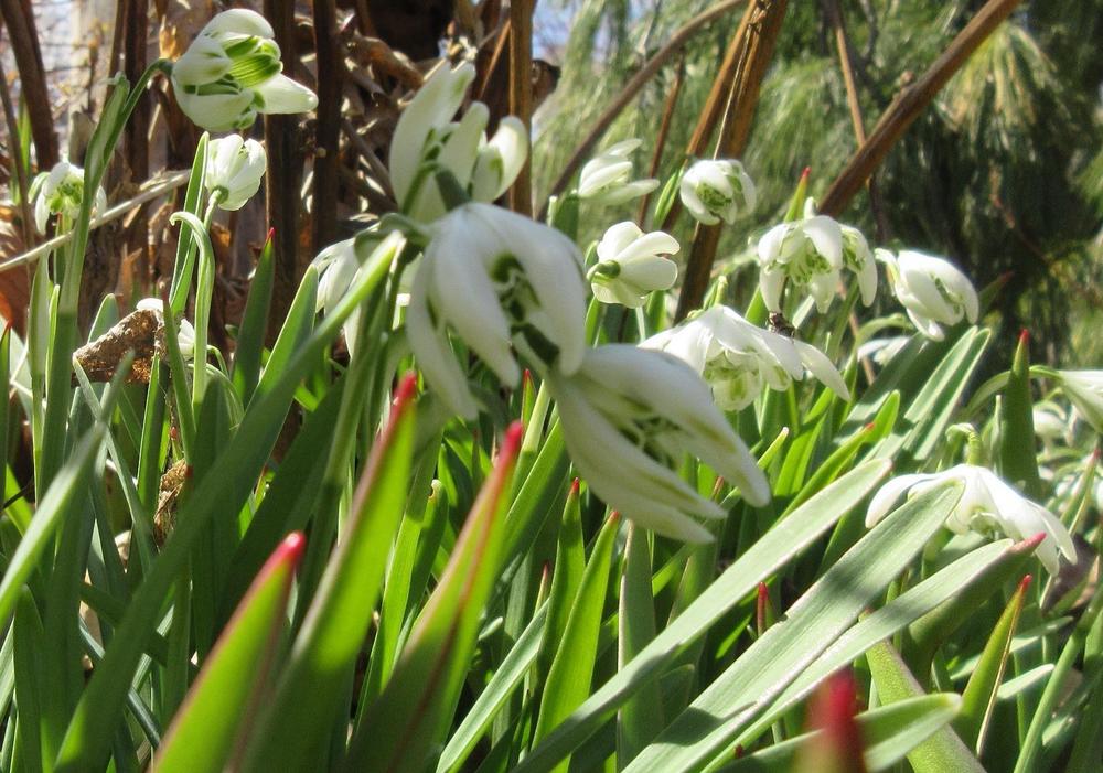 Photo of Double Common Snowdrop (Galanthus nivalis 'Flore Pleno') uploaded by janelp_lee