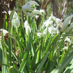 Location: Toronto, Ontario
Date: 2023-04-07
Double Snowdrop (Galanthus nivalis 'Flore Pleno').