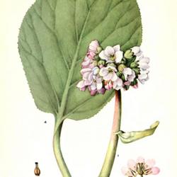
Date: c. 1921
illustration [as B. ligulata] by Mary E. Eaton from 'Addisonia', 