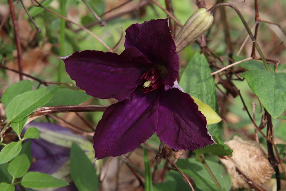 Photo of Clematis (Clematis viticella 'Polish Spirit') uploaded by LoriMT