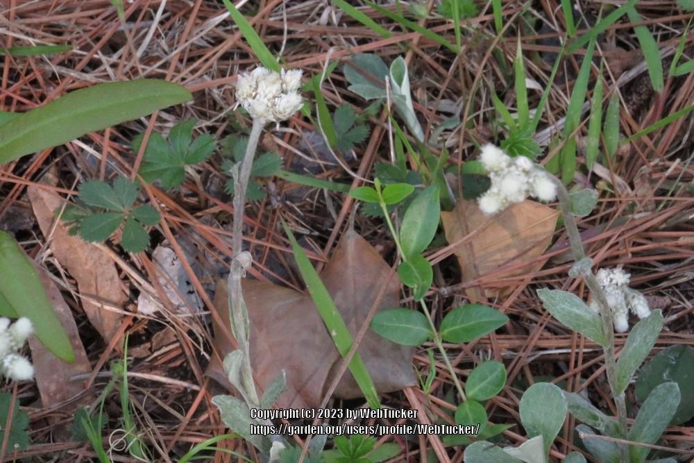 Photo of Plantain-Leaf Pussytoes (Antennaria plantaginifolia) uploaded by WebTucker