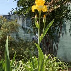 Location: My garden in Bakersfield, CA
Date: 2023-04-09
First iris bloom of the season