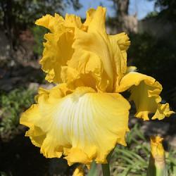 Location: My garden in Bakersfield, CA
Date: 2023-04-09
First iris bloom of the season
