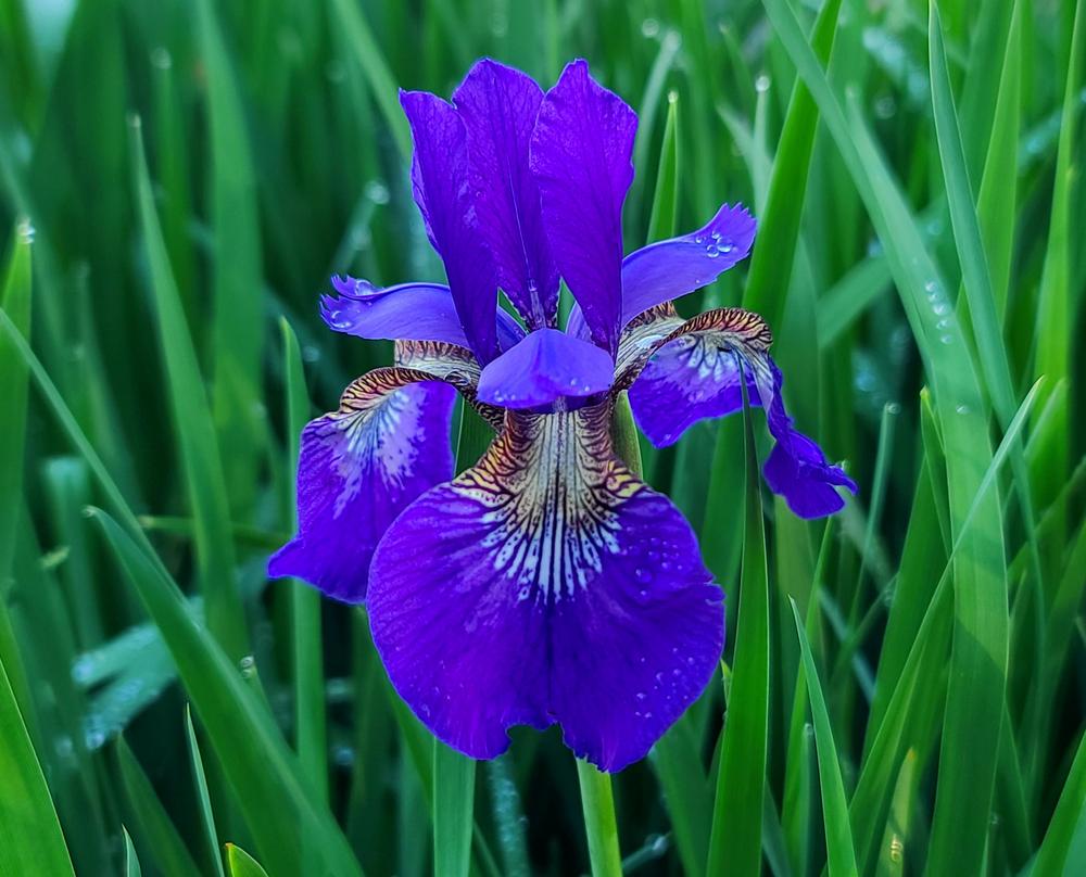 Photo of Siberian Iris (Iris 'Caesar's Brother') uploaded by BrookeCarrollGant