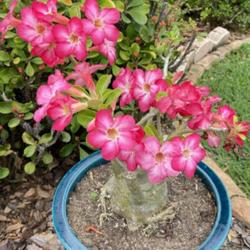 Location: My garden in Tampa, Florida
Date: 2023-04-09
Desert rose I gave my neighbor in full bloom!