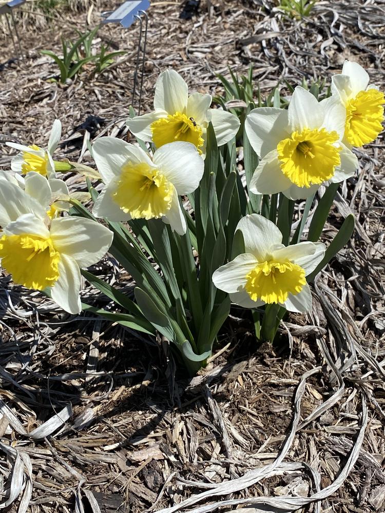 Photo of Large-Cupped Daffodil (Narcissus 'Ice Follies') uploaded by Legalily
