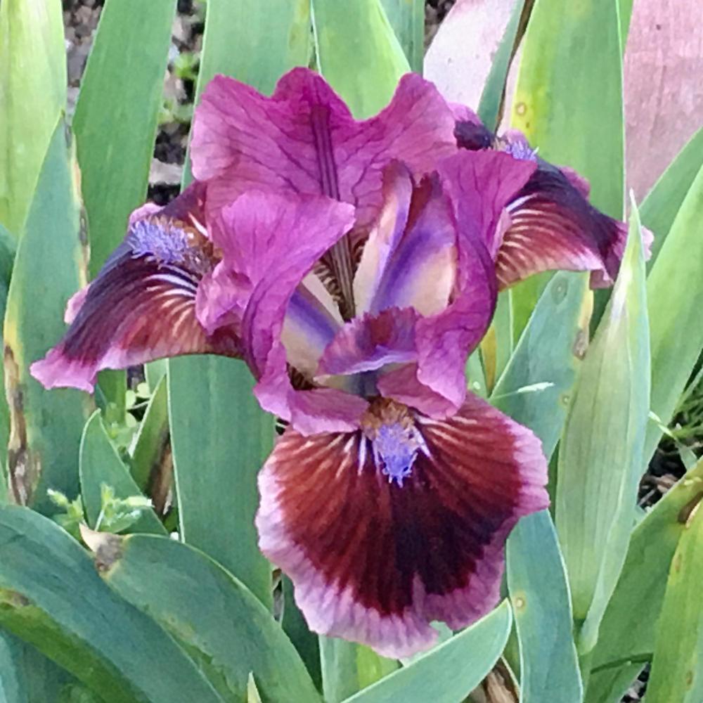 Photo of Standard Dwarf Bearded Iris (Iris 'Cat's Eye') uploaded by Neela