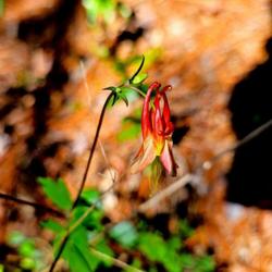 Location: Aberdeen, NC (Montford street)
Date: April 9, 2023
Wild columbine #131; RAB page 453, 76-2-1. AG page 45, 1-16-1. "N