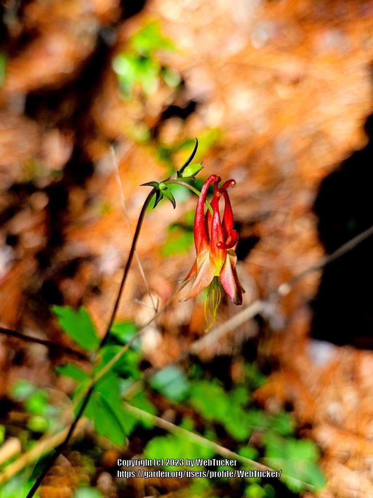 Photo of Eastern Red Columbine (Aquilegia canadensis) uploaded by WebTucker