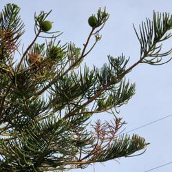 Location: Ormond Beach, FL
Date: 2023-04-08
Norfolk Pine female cones