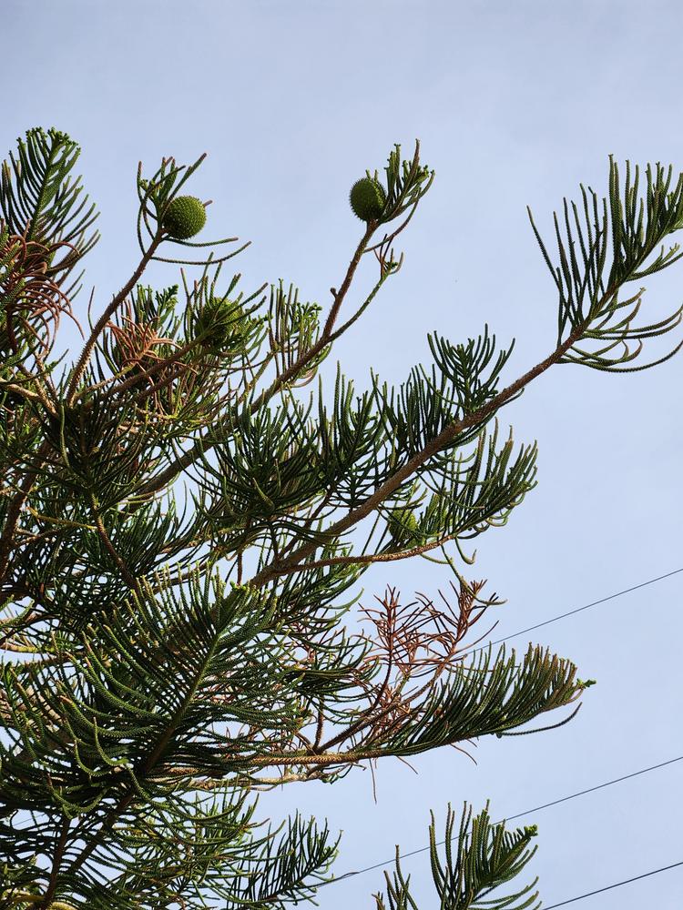 Photo of Norfolk Island Pine (Araucaria heterophylla) uploaded by CAKnapp