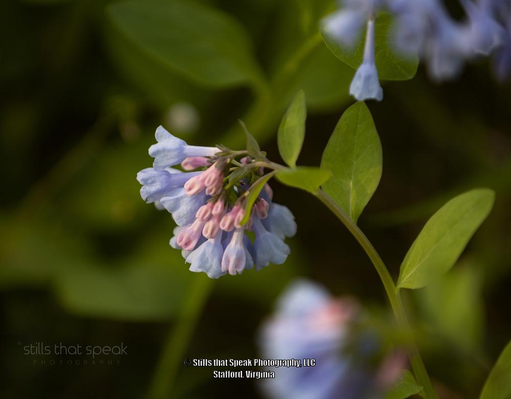 Photo of Virginia Bluebells (Mertensia virginica) uploaded by Chantell