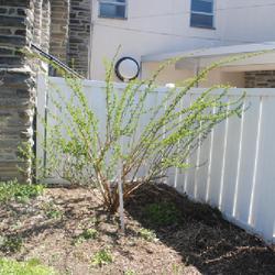 Location: Wayne, Pennsylvania
Date: 2023-04-09
Ninebark newly pruned with emerging spring growth