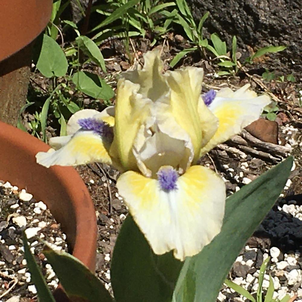 Photo of Standard Dwarf Bearded Iris (Iris 'Lemon Twist') uploaded by Neela