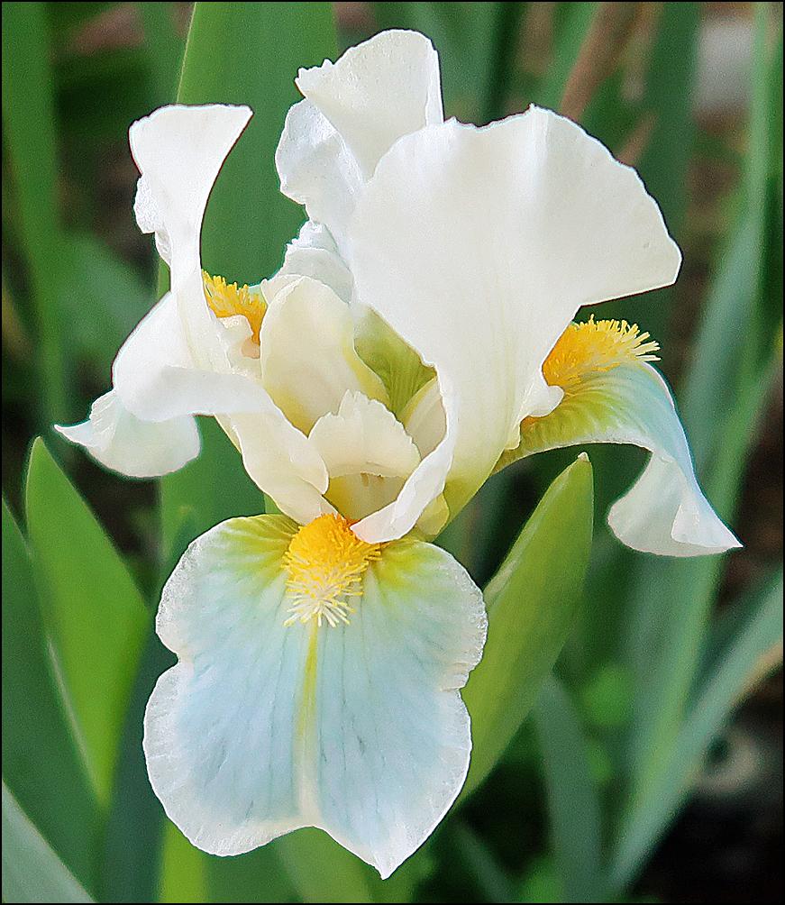 Photo of Standard Dwarf Bearded Iris (Iris 'Teagan') uploaded by Polymerous