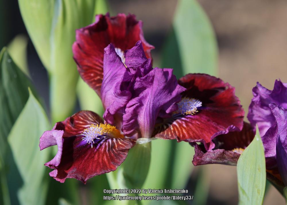 Photo of Standard Dwarf Bearded Iris (Iris 'Jeopardy') uploaded by Valery33