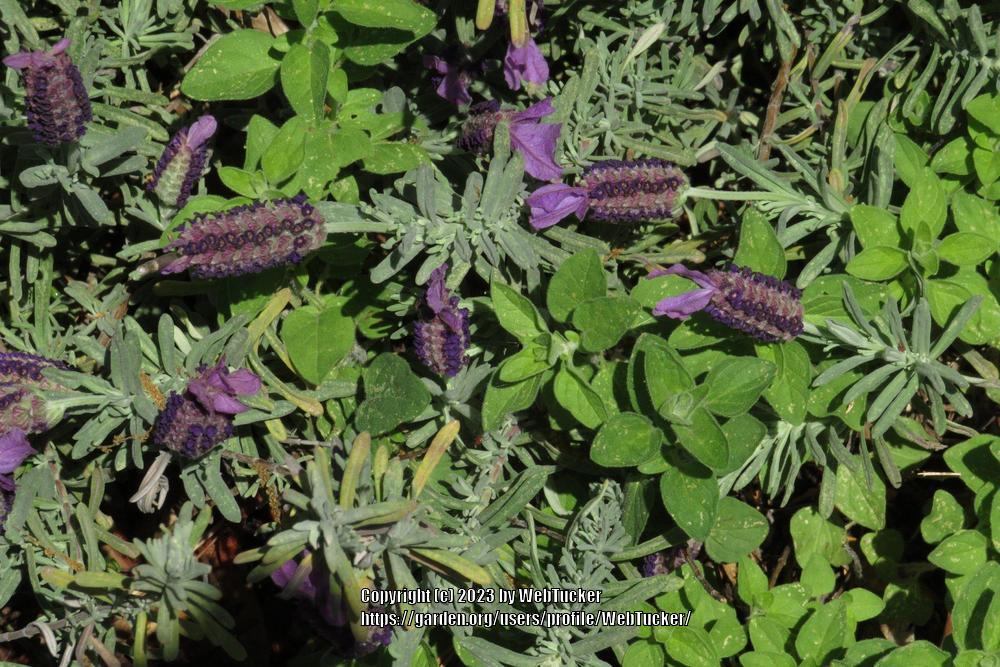 Photo of Spanish Lavender (Lavandula stoechas) uploaded by WebTucker